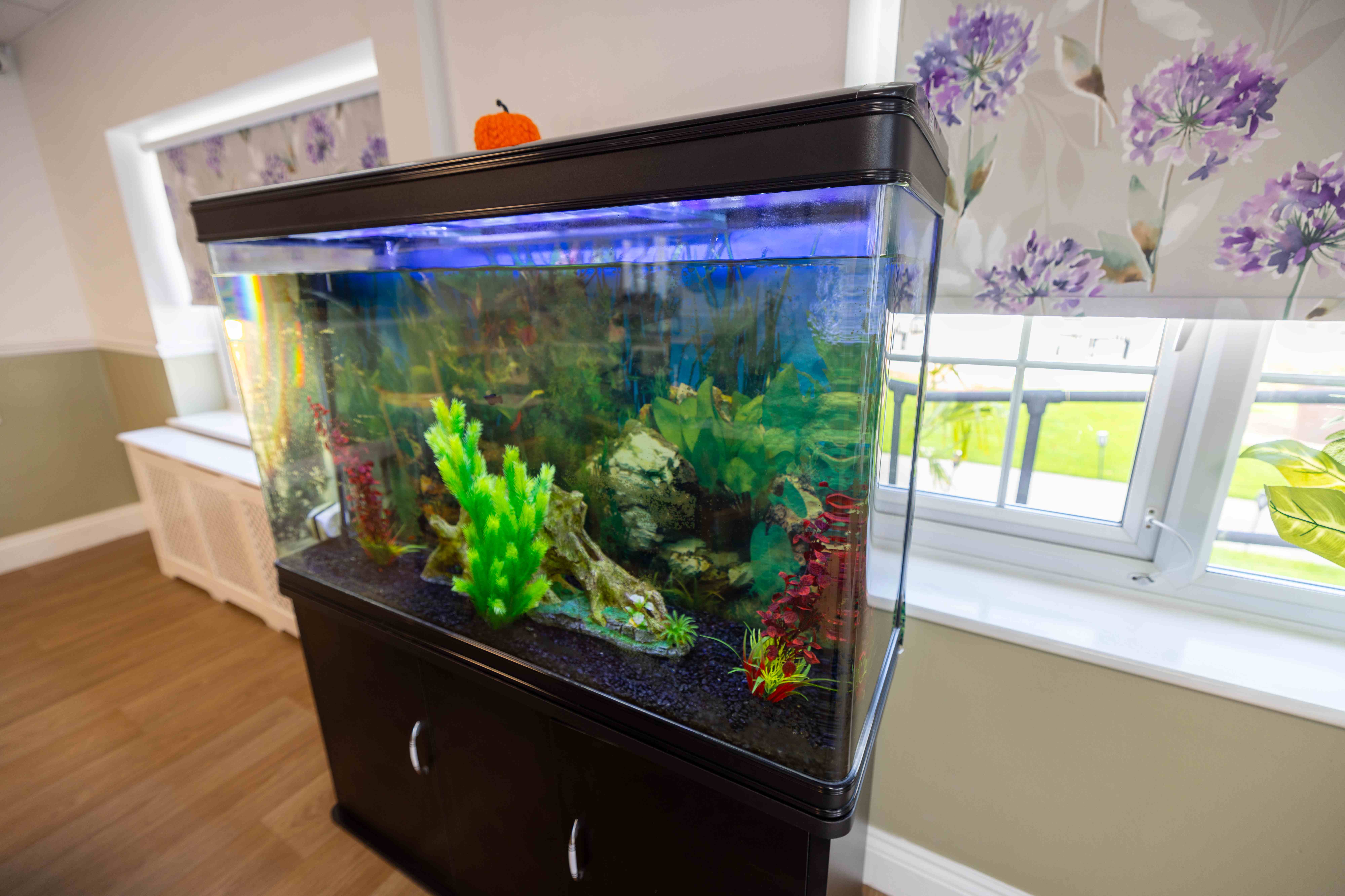Tropical fish tank in dining area